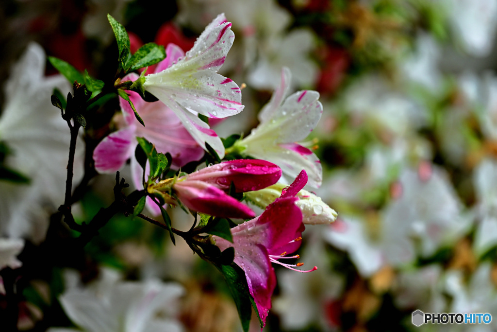 庭先の花