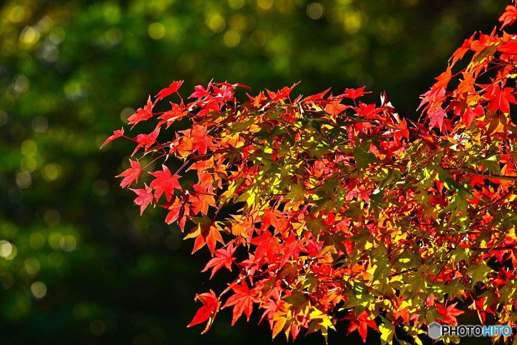 一枝の紅葉