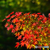 一枝の紅葉