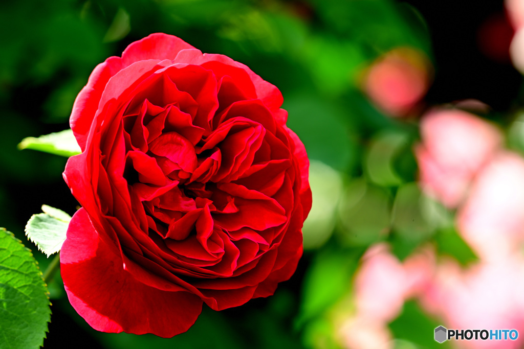 深紅の薔薇