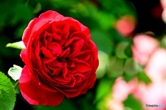 深紅の薔薇