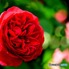 深紅の薔薇