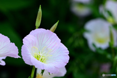 公園の花