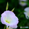 公園の花