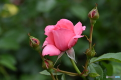 ピンク色の若い薔薇
