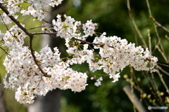 染井吉野
