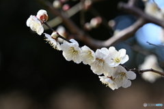 白梅