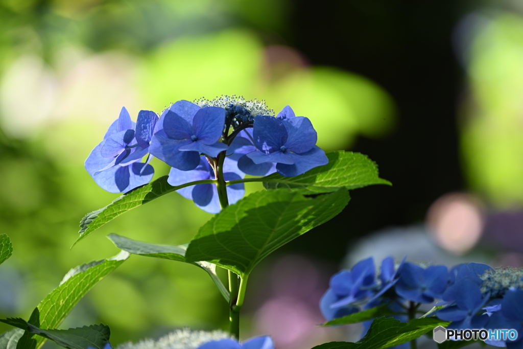 紫陽花
