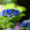 紫陽花