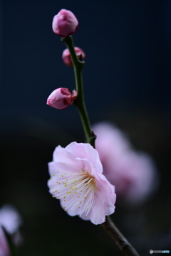 紅梅Ⅱ