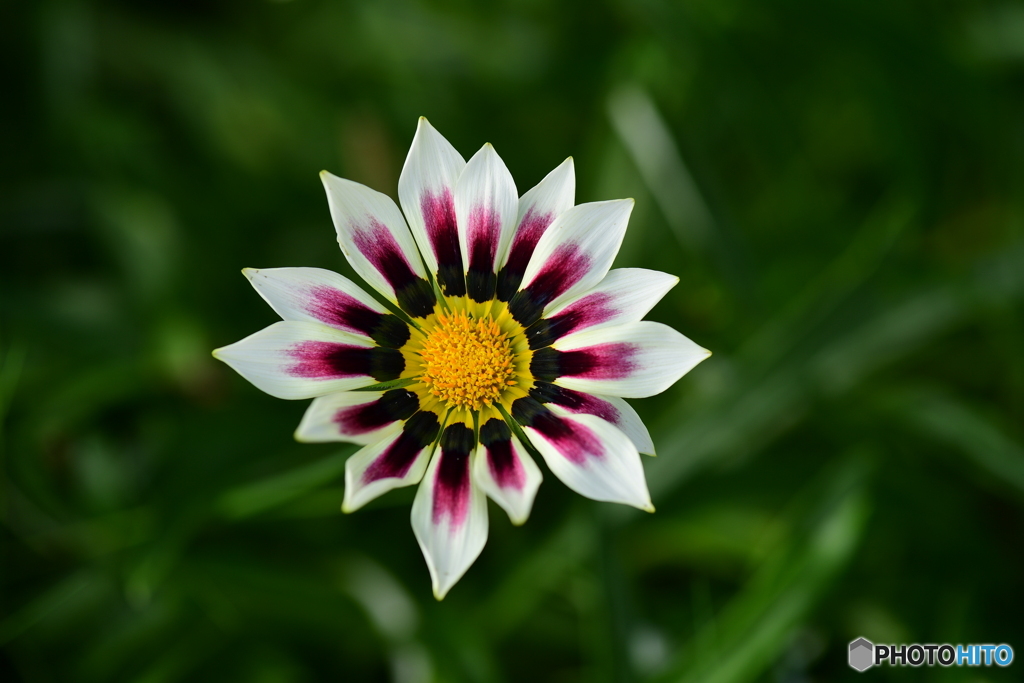 勲章の様な花