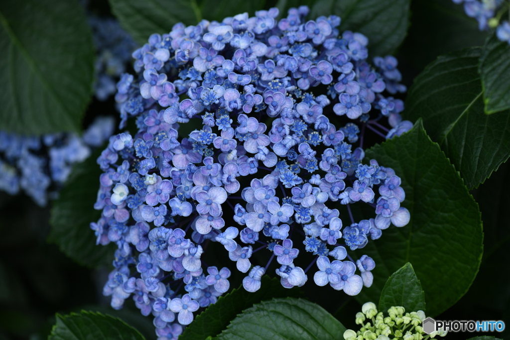 紫陽花