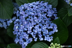 紫陽花