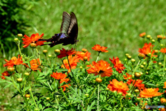 カラスアゲハ蝶の舞