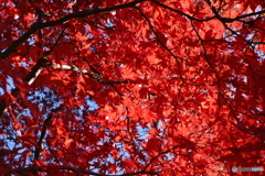 紅葉