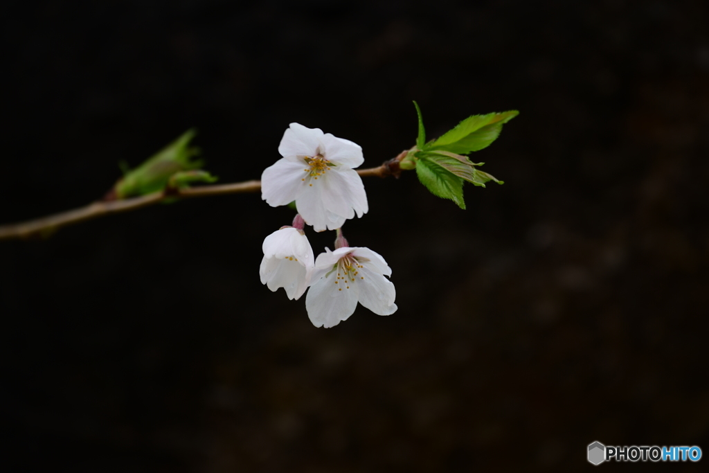 若い桜