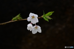 若い桜