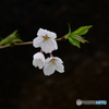 若い桜
