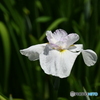 花菖蒲