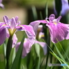 花菖蒲