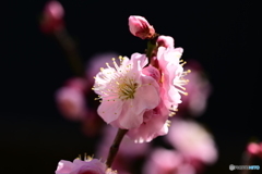 幾重にも