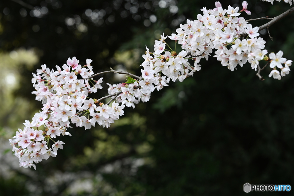 染井吉野