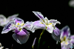 花菖蒲