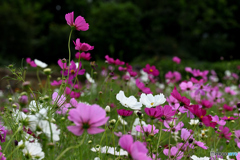 秋桜畑