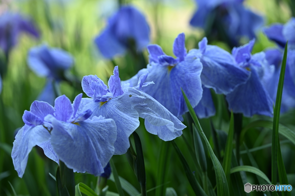 花菖蒲