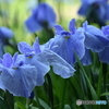 花菖蒲