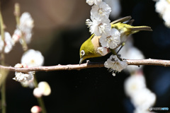 ウメジロー