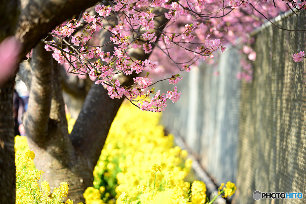 河津桜