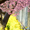 河津桜