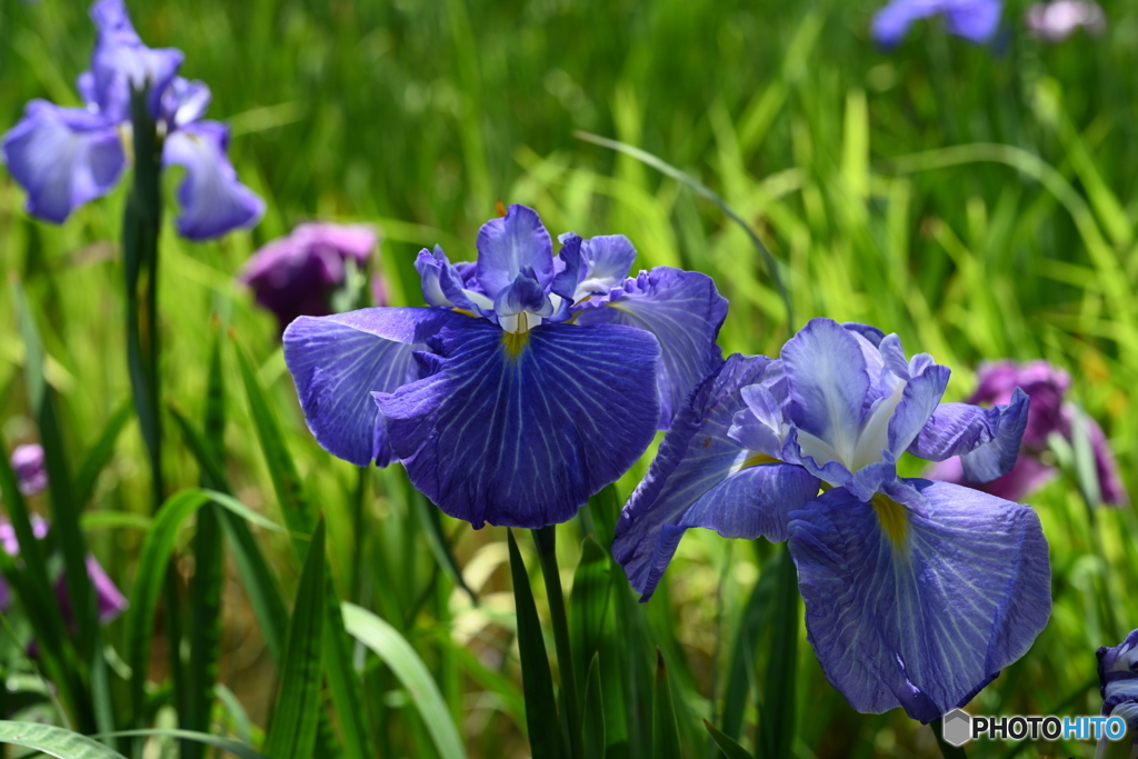 花菖蒲