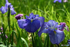 花菖蒲