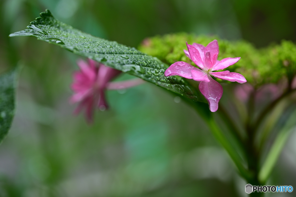 小さな花