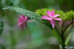 小さな花