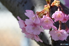 可憐な桜