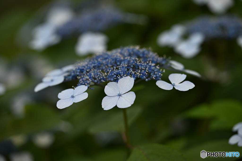 額紫陽花