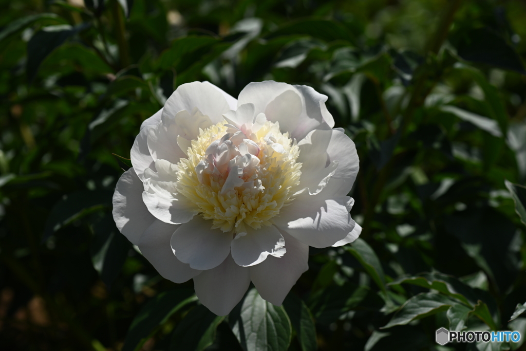 芍薬