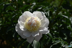 芍薬