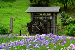 菖蒲園