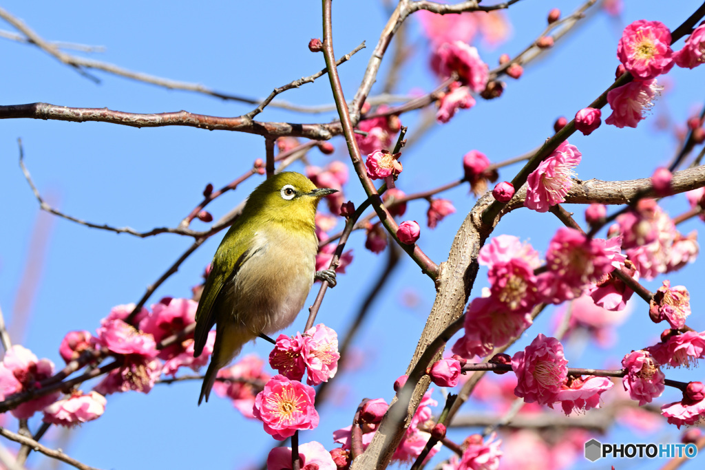 可愛いポーズ