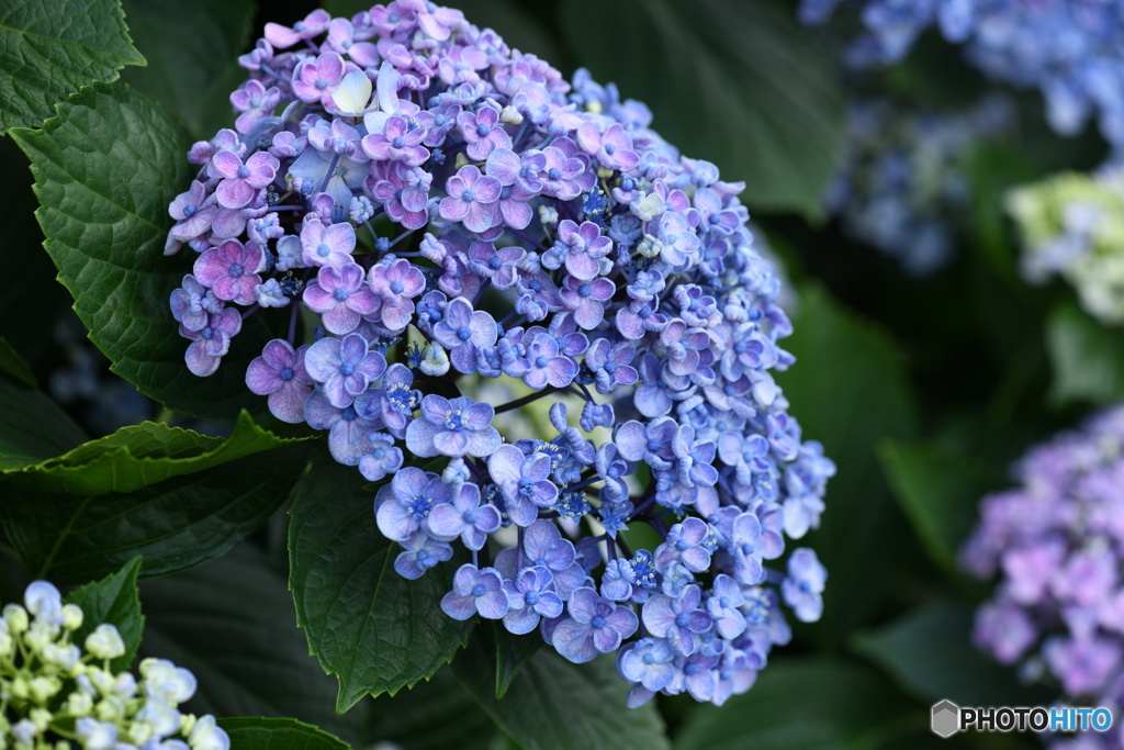 紫陽花