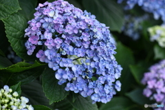 紫陽花