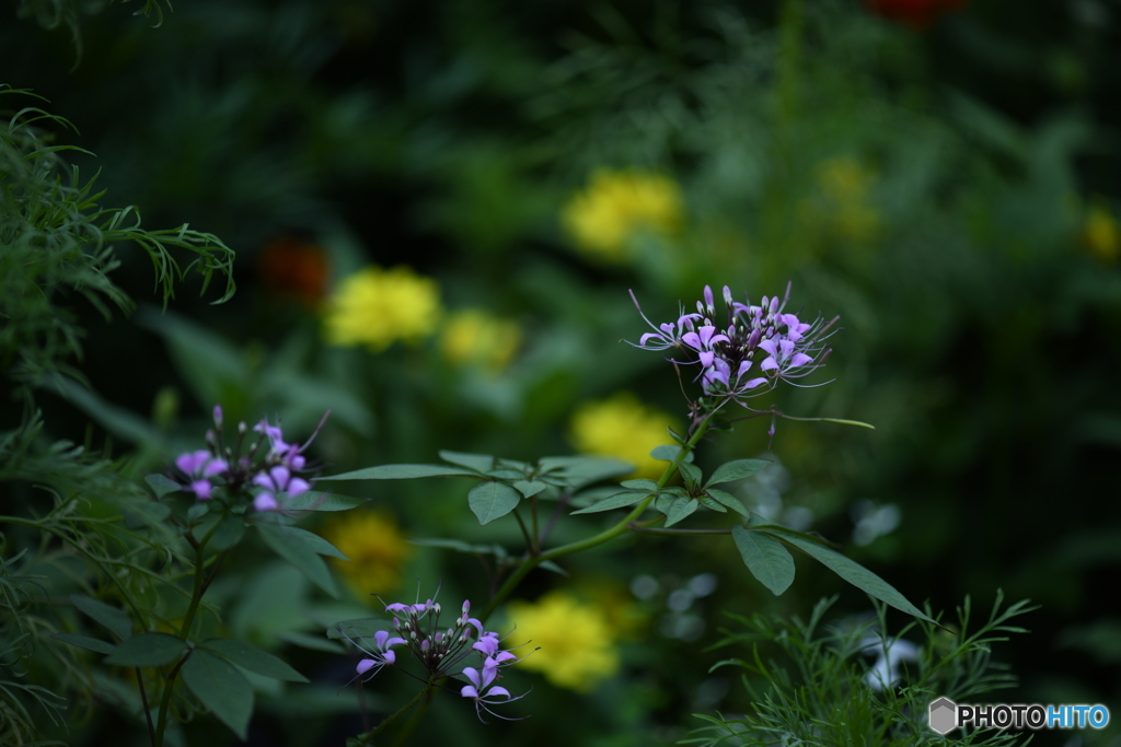秋の花