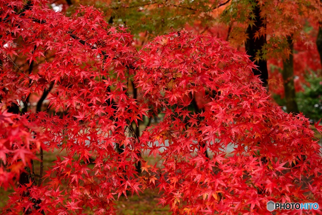 紅葉