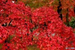 紅葉