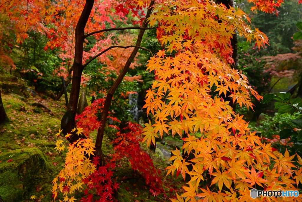 京紅葉