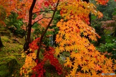 京紅葉